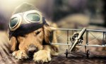 doggy ww2 flying ace.jpg