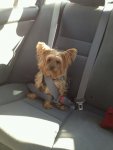 Frankie Seatbelt.jpg