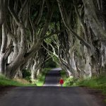 Trees-lone road.jpg