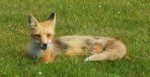 Cavendish Fox - PEI.jpg