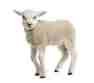 lamb_230587474_250.jpg