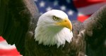 Bald-eagle-facts-i135895488_3000x2004-600x319.jpg