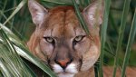 092215+florida+panther+generic.jpg