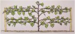 AWHN - Cross - Grape Vine 02.jpg