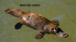 Scientia-platypus-swimming.jpg