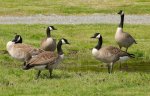 Canada_Geese_at_Marymoor_Park.jpg