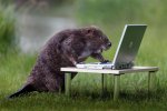 beaver-laptop.jpg