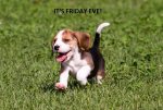 1280-578104230-beagle-puppy-running (1).jpg