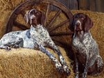 Bluetick_Coonhound_Dogs.jpg