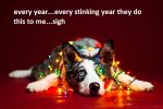 i-took-christmas-themed-dog-portraits-to-wish-you-happy-holidays__880.jpg