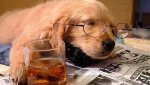 Sleeping-dog-with-tea.jpg