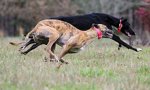 Greyhound-wallpaper-pack.jpg