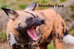 Funny African Wild Dog_2.jpg