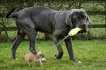 Neapolitan-mastiff.jpg