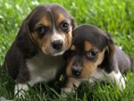 beagle_puppies_1600x1200.jpg