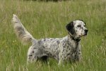 English-Setter-1.jpg