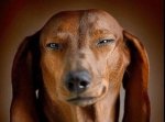 funny-dog-weird-face-10.jpg