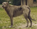 Irish_Wolfhound_Sam.jpg