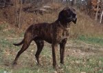 plott hound crop.jpg