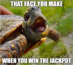 that-face-you-make-turtle-memes.jpg