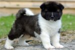 akita-puppy.jpg