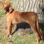 Redbone-Coonhound.jpg