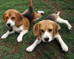 American-Foxhound-Puppies.jpg