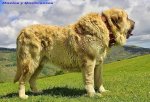 livestock guardian dog.jpg