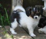 papillon phalene dogs.jpg