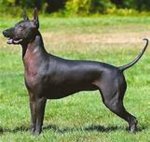 xoloitzcuintli hairless.jpg