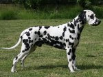 dalmatian-01.jpg