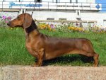 Short-haired-Dachshund.jpg