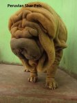 peruvian shar peis.jpg