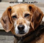 purebred-vs-mutt-1.jpg