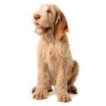 Italian-Spinone.jpg