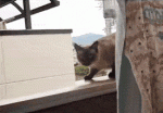 cat-epic-fail-1.gif