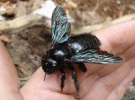 carpenter-bee.jpg