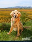 wine dogs nz.jpg