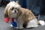 puerto rican dog.jpg