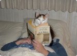 cat-personal-space-reading-bed-r-default.jpg