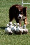 herding_dogs3.jpg