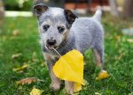 Blue-Heeler-Puppy.jpg