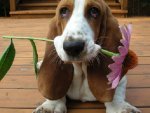 basset hound.jpeg