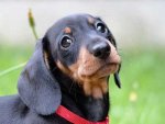 Dachshund-1.jpg