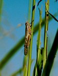 457px-Nomadacris_septemfasciata.jpg