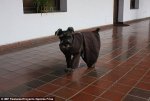 stray Bolivian monastery.jpg