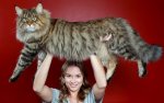 maine-coon-cat.jpg