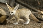 fennec fox.jpg