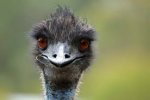 emu.jpg