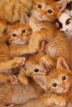 orangekitties.jpeg